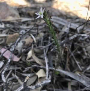 Rhytidosporum procumbens at Acton, ACT - 8 Sep 2020