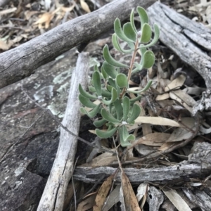 Persoonia rigida at Acton, ACT - 8 Sep 2020 03:41 PM