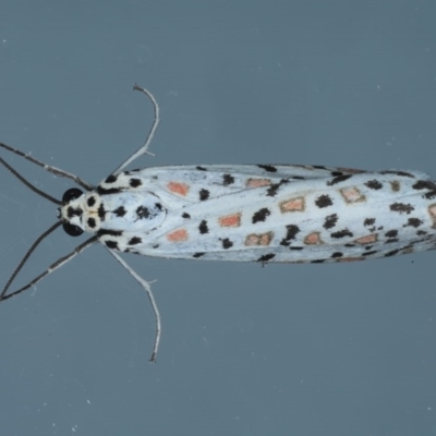 Utetheisa pulchelloides (Heliotrope Moth) at Ainslie, ACT - 8 Sep 2020 by jbromilow50