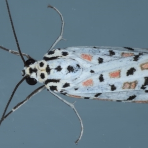 Utetheisa pulchelloides at Ainslie, ACT - 8 Sep 2020