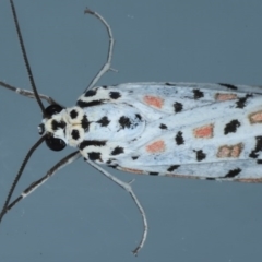 Utetheisa pulchelloides at Ainslie, ACT - 8 Sep 2020