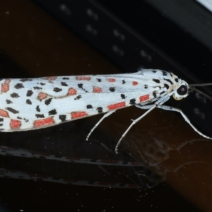 Utetheisa pulchelloides at Ainslie, ACT - 8 Sep 2020 09:31 PM