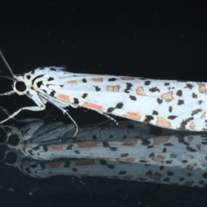 Utetheisa pulchelloides at Ainslie, ACT - 8 Sep 2020