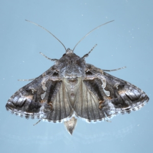 Chrysodeixis argentifera at Ainslie, ACT - 8 Sep 2020