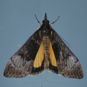 Uresiphita ornithopteralis at Ainslie, ACT - 8 Sep 2020