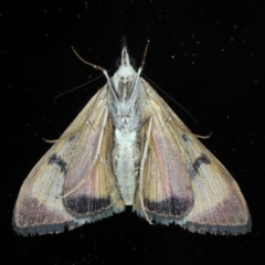 Uresiphita ornithopteralis at Ainslie, ACT - 8 Sep 2020