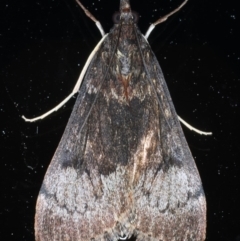 Uresiphita ornithopteralis at Ainslie, ACT - 8 Sep 2020