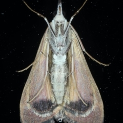 Uresiphita ornithopteralis at Ainslie, ACT - 8 Sep 2020