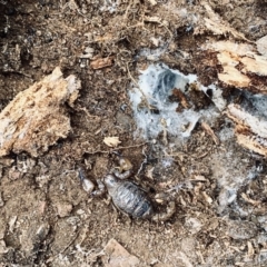 Urodacus manicatus (Black Rock Scorpion) at Belconnen, ACT - 9 Sep 2020 by ELD