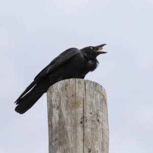 Corvus coronoides at Phillip, ACT - 8 Sep 2020