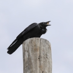 Corvus coronoides (Australian Raven) at Phillip, ACT - 8 Sep 2020 by Alison Milton