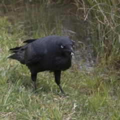 Corvus coronoides at Phillip, ACT - 8 Sep 2020