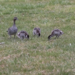 Chenonetta jubata (Australian Wood Duck) at Phillip, ACT - 8 Sep 2020 by AlisonMilton