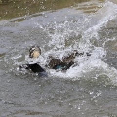 Anas superciliosa (Pacific Black Duck) at Phillip, ACT - 8 Sep 2020 by AlisonMilton