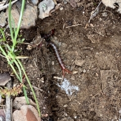 Unidentified Centipede (Chilopoda) (TBC) at Belconnen, ACT - 9 Sep 2020 by ELD