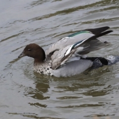 Chenonetta jubata (Australian Wood Duck) at Phillip, ACT - 8 Sep 2020 by AlisonMilton