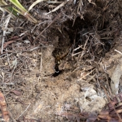 Scolopendromorpha (order) (A centipede) at The Pinnacle - 8 Sep 2020 by ELD