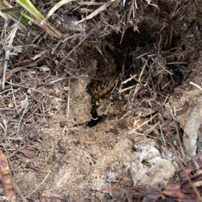 Scolopendromorpha (order) (A centipede) at The Pinnacle - 8 Sep 2020 by ELD