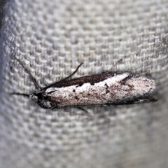 Philobota stella (A concealer moth) at O'Connor, ACT - 8 Sep 2020 by ibaird