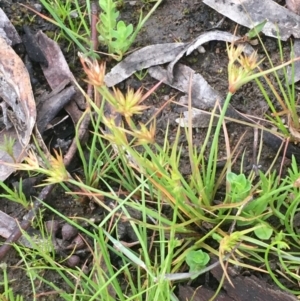 Juncus capitatus at Weetangera, ACT - 9 Sep 2020 04:11 PM