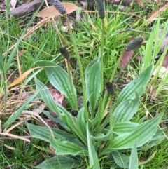 Plantago lanceolata (Ribwort Plantain, Lamb's Tongues) at Weetangera, ACT - 9 Sep 2020 by JaneR