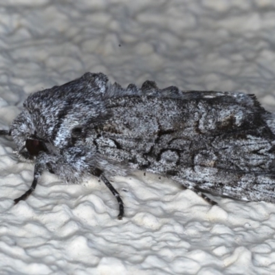 Neumichtis expulsa (A Noctuid moth) at Ainslie, ACT - 8 Sep 2020 by jb2602