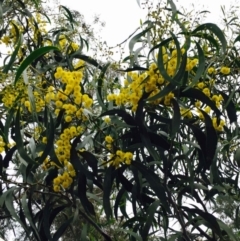 Acacia pycnantha (Golden Wattle) at Bruce Ridge - 9 Sep 2020 by RWPurdie
