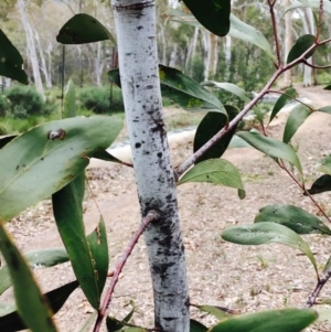 Acacia pycnantha at O'Connor, ACT - 9 Sep 2020