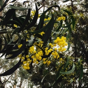 Acacia pycnantha at O'Connor, ACT - 9 Sep 2020