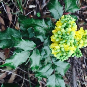 Berberis aquifolium at O'Connor, ACT - 9 Sep 2020