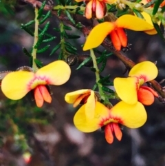 Dillwynia phylicoides (A Parrot-pea) at Dryandra St Woodland - 9 Sep 2020 by RWPurdie
