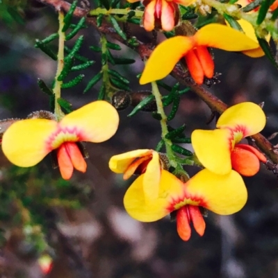Dillwynia phylicoides (A Parrot-pea) at Dryandra St Woodland - 9 Sep 2020 by RWPurdie