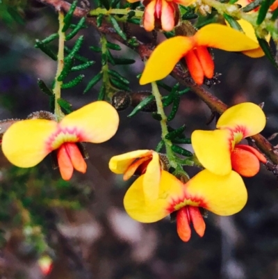 Dillwynia phylicoides (A Parrot-pea) at O'Connor, ACT - 9 Sep 2020 by RWPurdie