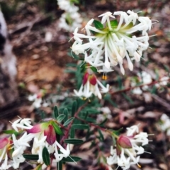 Pimelea linifolia (Slender Rice Flower) at Dryandra St Woodland - 9 Sep 2020 by RWPurdie