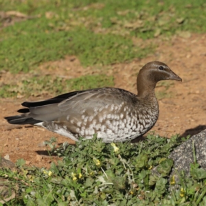 Chenonetta jubata at Ainslie, ACT - 8 Sep 2020