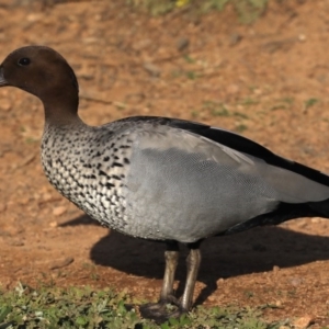 Chenonetta jubata at Ainslie, ACT - 8 Sep 2020