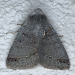 Pantydia diemeni (Erebinae) at Ainslie, ACT - 8 Sep 2020 by jbromilow50