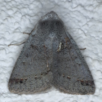 Pantydia diemeni (Erebinae) at Ainslie, ACT - 8 Sep 2020 by jbromilow50