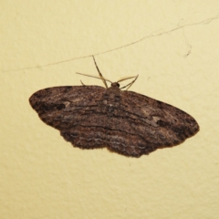Ectropis (genus) (An engrailed moth) at Kambah, ACT - 9 Sep 2020 by MatthewFrawley