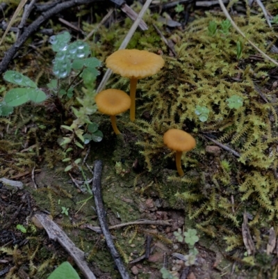 Lichenomphalia chromacea (Yellow Navel) at Holt, ACT - 9 Sep 2020 by Eland