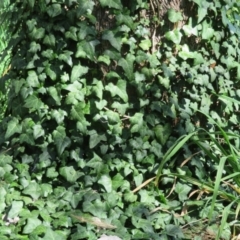 Hedera helix at Latham, ACT - 6 Sep 2020