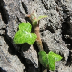 Hedera sp. (helix or hibernica) at Umbagong District Park - 6 Sep 2020