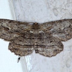 Ectropis excursaria (Common Bark Moth) at Ainslie, ACT - 8 Sep 2020 by jbromilow50