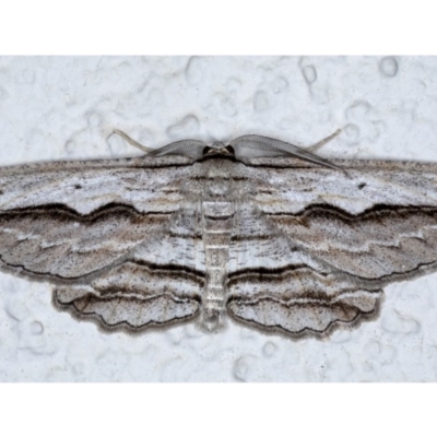 Euphronarcha luxaria (Striated Bark Moth) at Ainslie, ACT - 8 Sep 2020 by jb2602