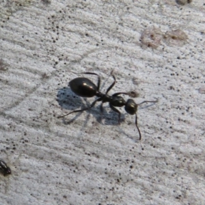 Formicidae (family) at Latham, ACT - 6 Sep 2020