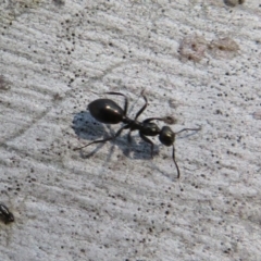 Formicidae (family) (Unidentified ant) at Latham, ACT - 6 Sep 2020 by Christine