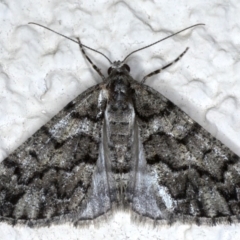 Lipogya exprimataria (Jagged Bark Moth) at Ainslie, ACT - 8 Sep 2020 by jbromilow50