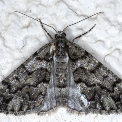 Lipogya exprimataria (Jagged Bark Moth) at Ainslie, ACT - 8 Sep 2020 by jb2602