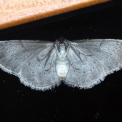 Phelotis cognata at Ainslie, ACT - 8 Sep 2020