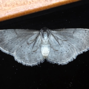 Phelotis cognata at Ainslie, ACT - 8 Sep 2020